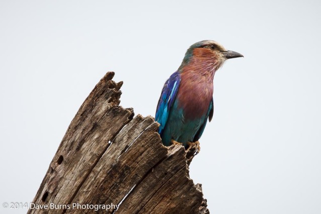 Photo of the Day - Lilac-Breasted Roller