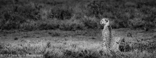 Cheetah and Cub in Sunlight