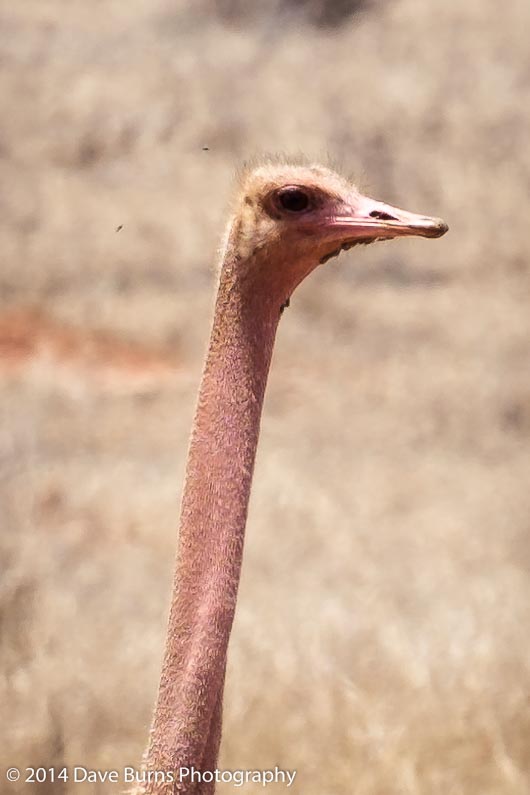 Male Ostrich in Tarangire - Detail