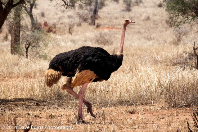 Male Ostrich in Tarangire