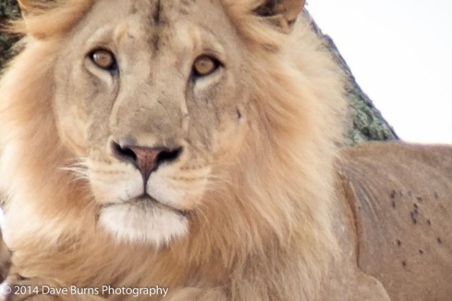 Lion Lazing on a Limb - Detail