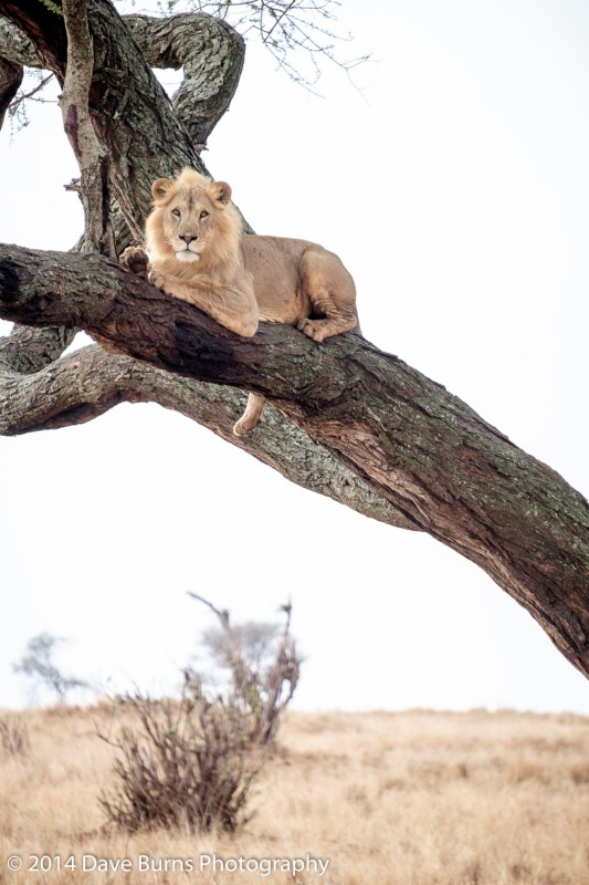 Lion Lazing on a Limb