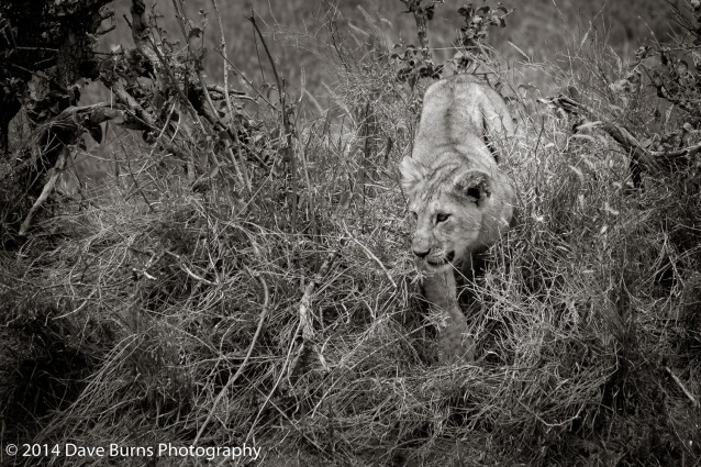 Lion Cub Coming Through the Grass
