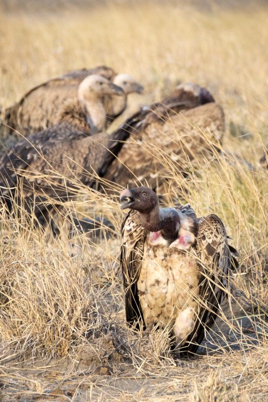 Vultures at a Zebra Kill 2