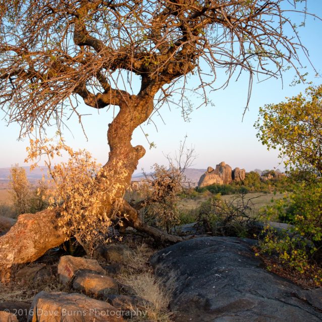 Marula "Phone" Tree