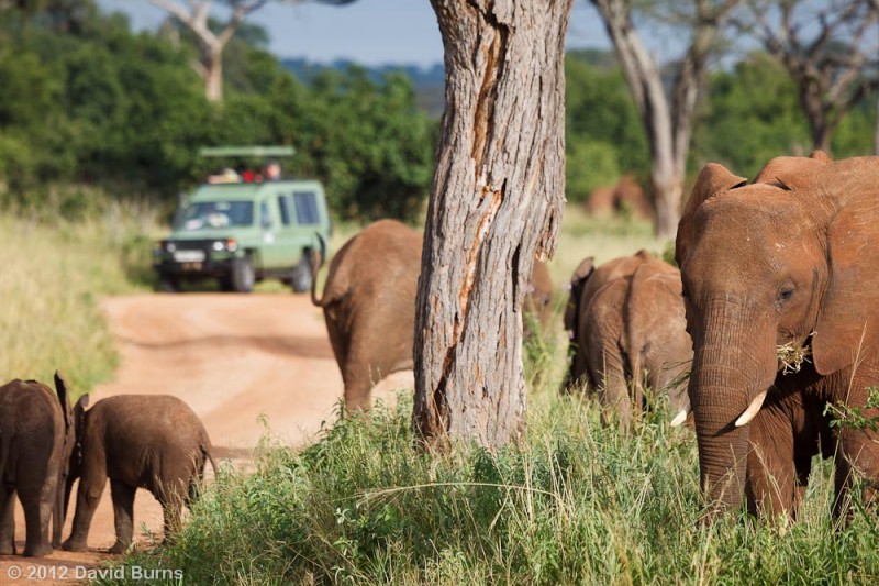 Safari Vehicle and Elephants