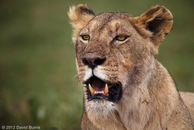 Lioness Lioness