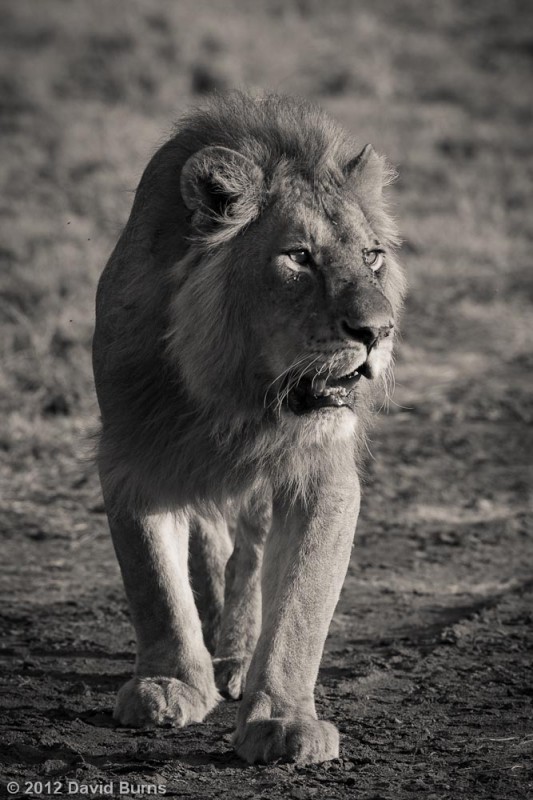 Lion in Serengeti Lion in Serengeti