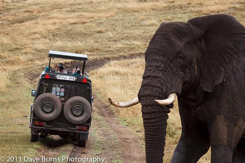 Photographing an Elephant on Photo Safari