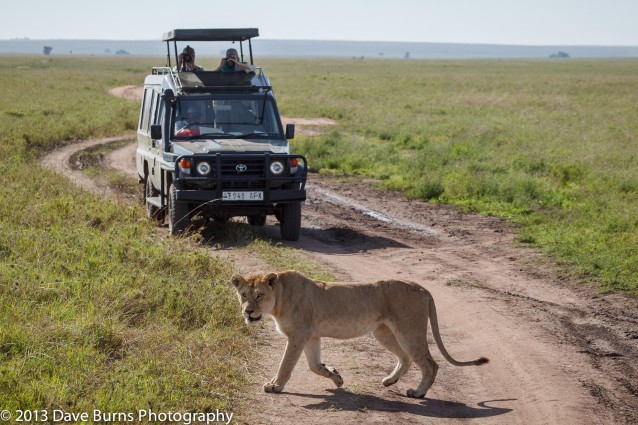 Photographers and Lioness in the Serengeti