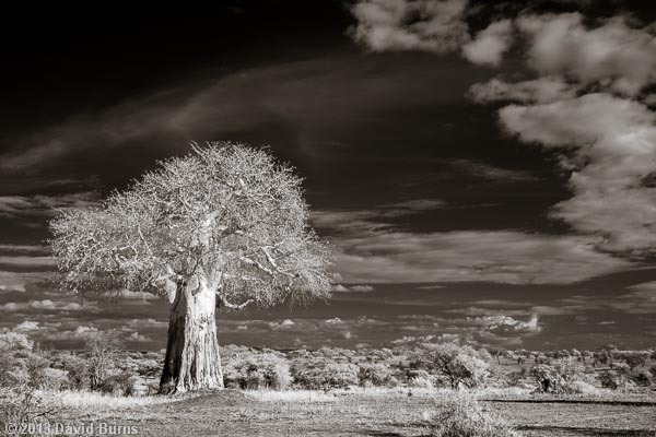 Baobab at Sunset