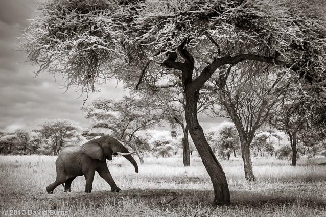 Elephant Seeking Shade Under Acacia