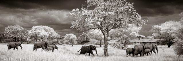 Elephant Family Walking Under Tree