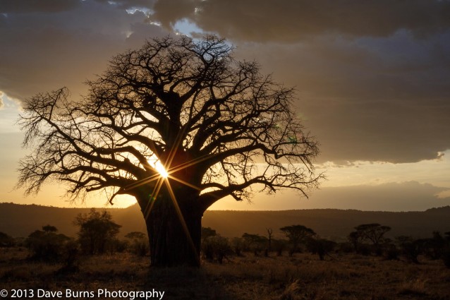 Baobab at Sunset, Tarangire NP, Tanzania