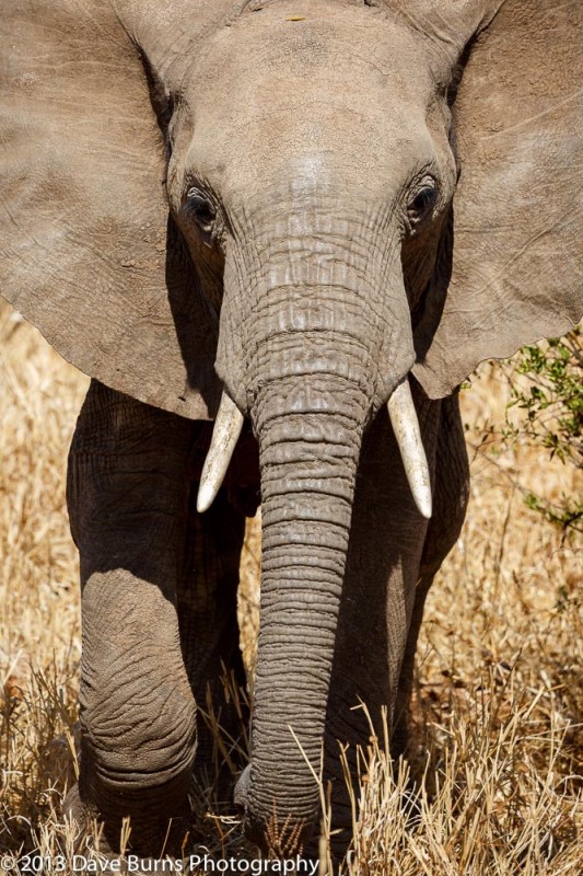 Elephant, Tarangire NP, Tanzania