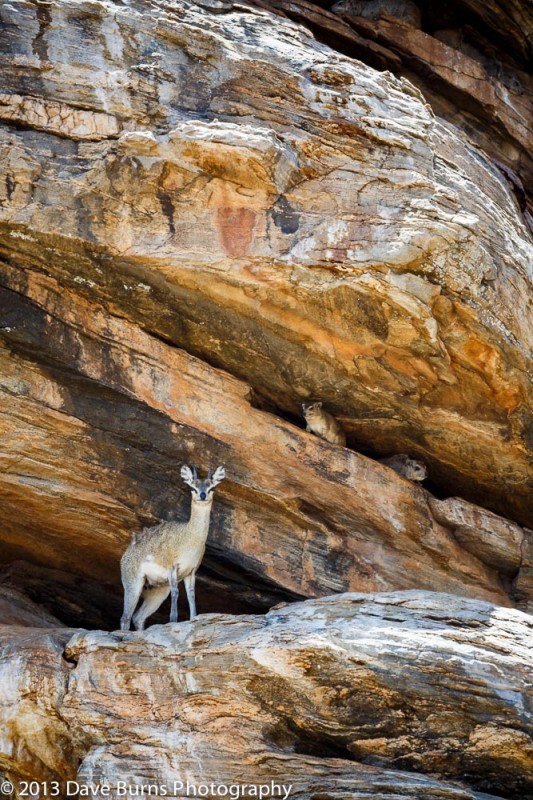 Klipspringer, Tarangire NP, Tanzania