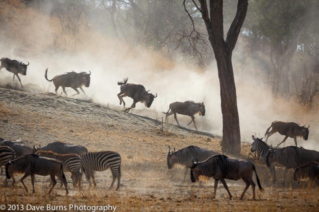 Wildebeest Running in Dust, Tarangire NP, Tanzania