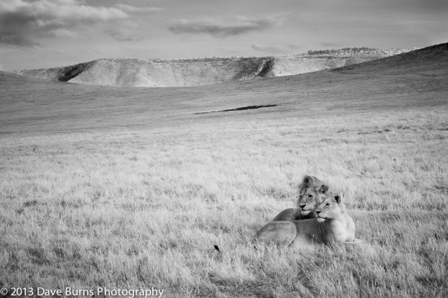 Lion Couple, Ngorongoro Crater, Tanzania