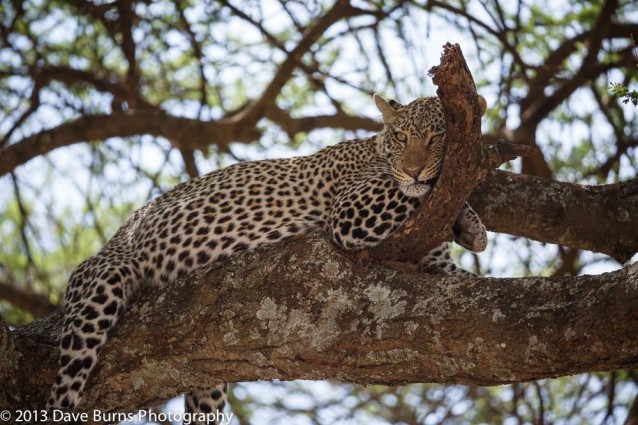 Leopard on Branch , Serengeti NP, Tanzania