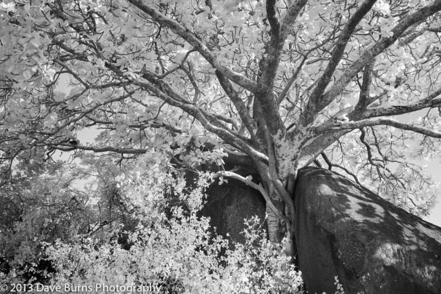 Tree and Kopje, Serengeti NP, Tanzania