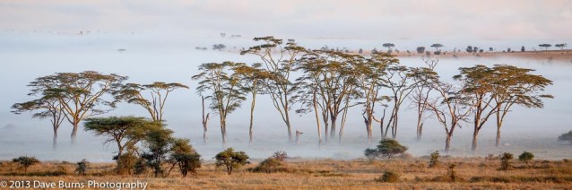 Trees and Fog at Sunrise, Serengeti NP, Tanzania