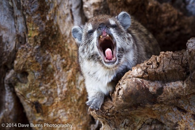 Yawning Bush Hyrax