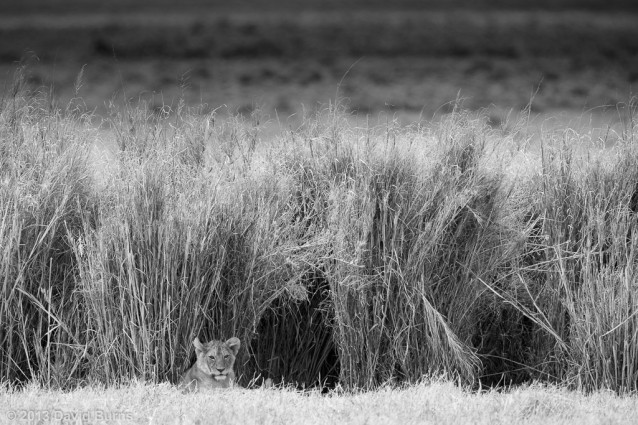 Lion Cub in Tall Grass