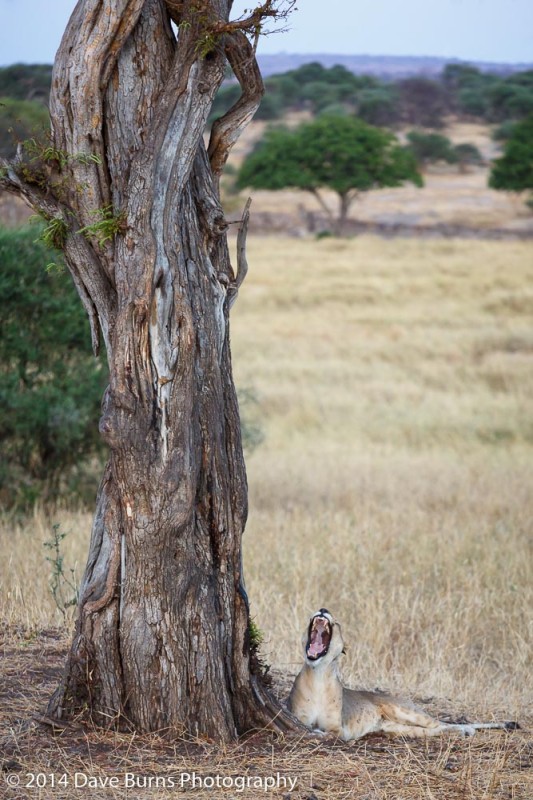 Lioness Yawning Under Tree