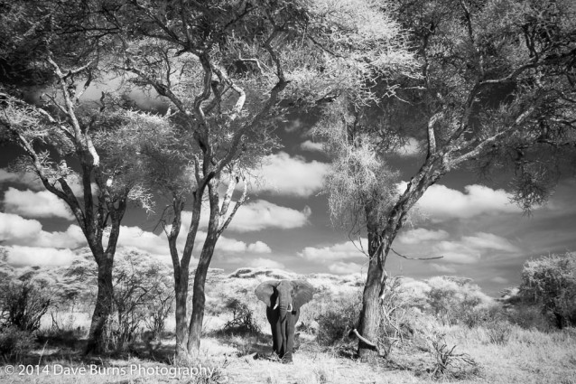 Elephant Between Two Trees