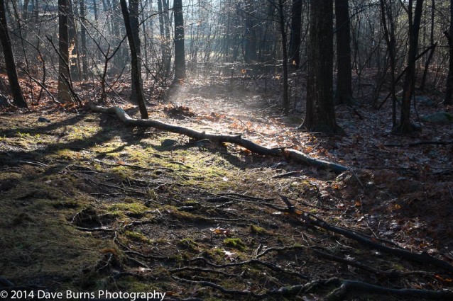 Photo of the Day, Light Through the Trees