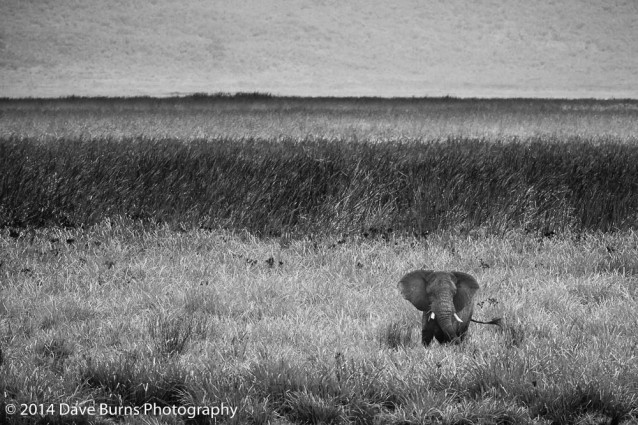 Elephant in Tall Grass