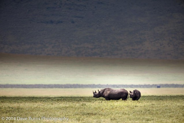 Rhino Mother and Calf in the Crater