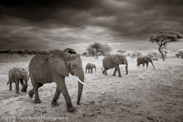Elephants In a Row