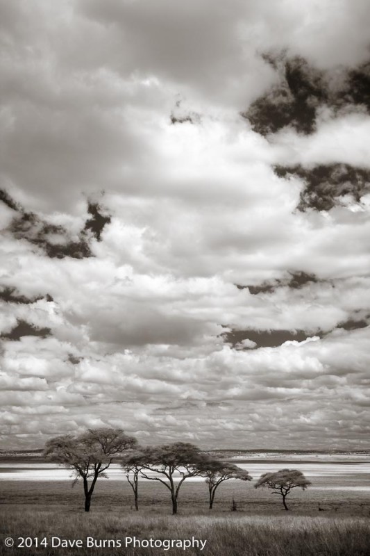 Acacia Trees on the Silale Plains