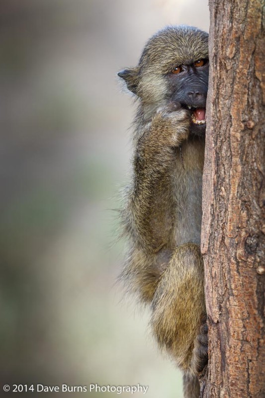 Baboon Baby on a Tree