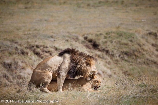 Lions in Love