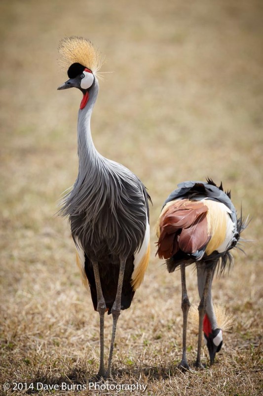 Grey Crowned Cranes