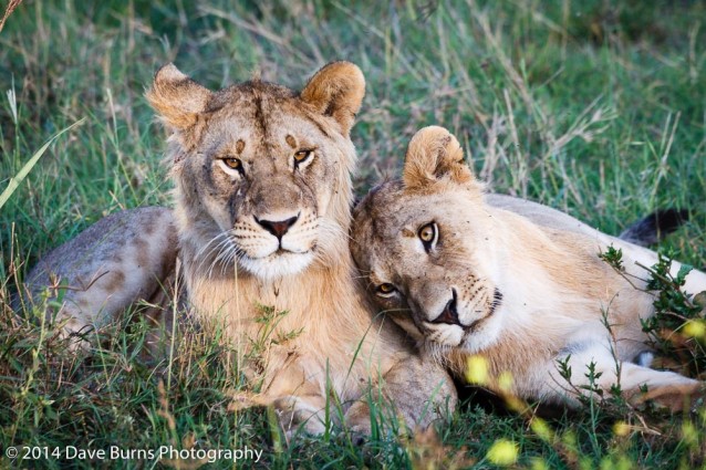 Leaning Lions in Lobo