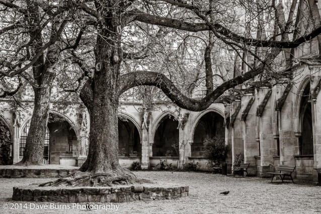 Tree and Cloisters in St. Severin