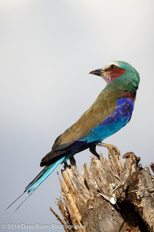 Lilac-breasted Roller - Canon