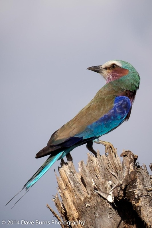 Lilac-breasted Roller - Fuji