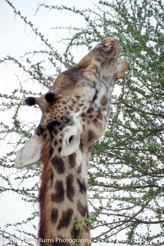 Giraffe Feeding - Back-focused