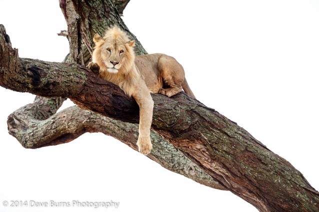 Lion Relaxing in a Tree