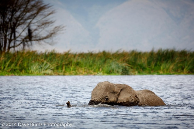 Elephant Swimming in the Crater