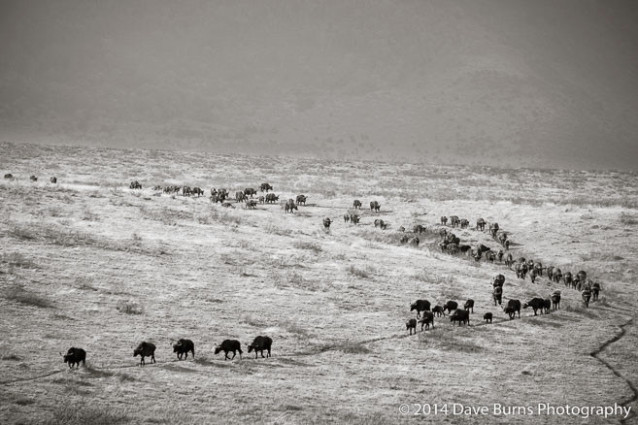 Buffalo in Line for a Drink