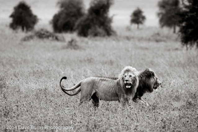 Two Lions in the Grass