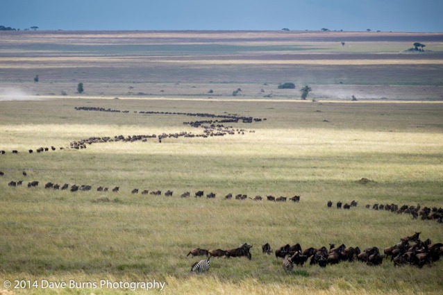 Wildebeest Migration Winding down the Serengeti Plains