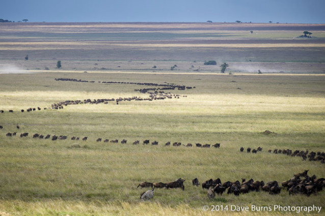 Wildebeest Migration Winding down the Serengeti Plains