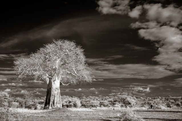 Baobab Tree at Sunset