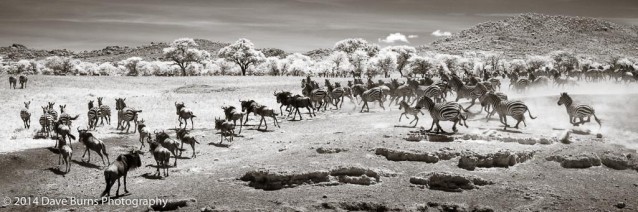 Zebras and Wildebeest Running